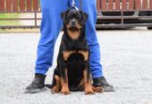 Rottweilers puppies for sale