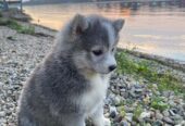 Pomsky- pomsky, dwarf and mini.
