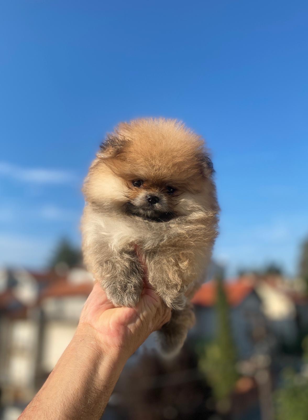 Pomeranian purebred, dwarf