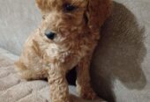 Miniature Poodles for sale