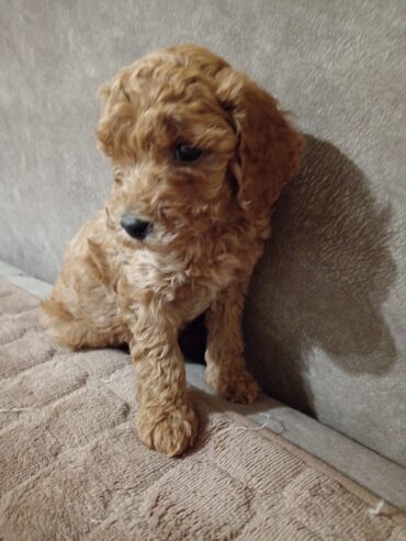 Miniature Poodles for sale