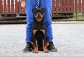 Rottweilers puppies for sale