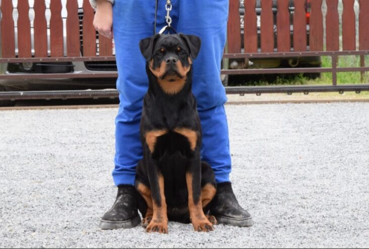Rottweilers puppies for sale