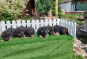 German Shepherd Dog puppies