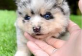 Pomsky- pomsky, dwarf and mini.