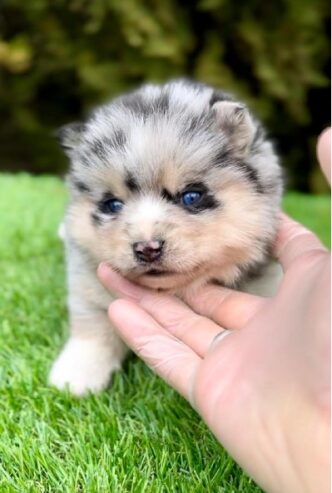 Pomsky- pomsky, dwarf and mini.