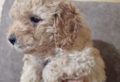 Miniature Poodles for sale