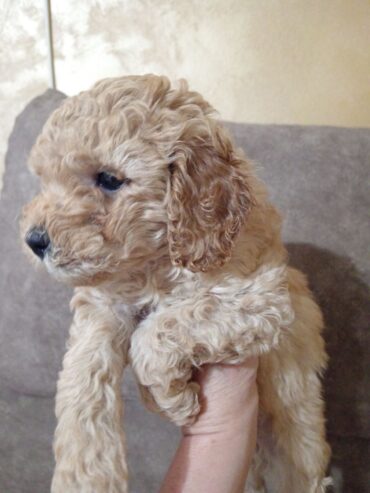 Miniature Poodles for sale