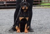 Rottweilers puppies for sale
