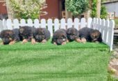 German Shepherd Dog puppies