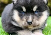 Pomsky- pomsky, dwarf and mini.