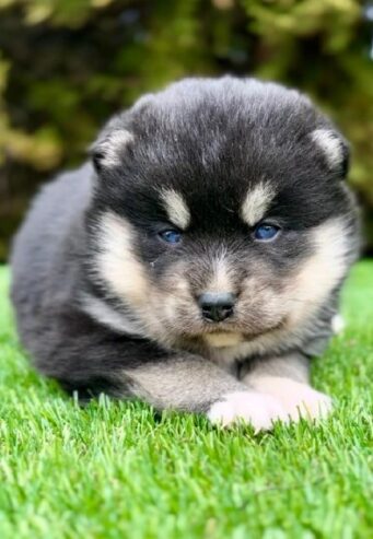 Pomsky- pomsky, dwarf and mini.