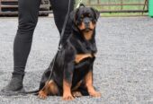 Rottweilers puppies for sale