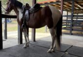 Young mare 5 years old good size good step, tame to farrier and if handle, ideal for trail more info message me
