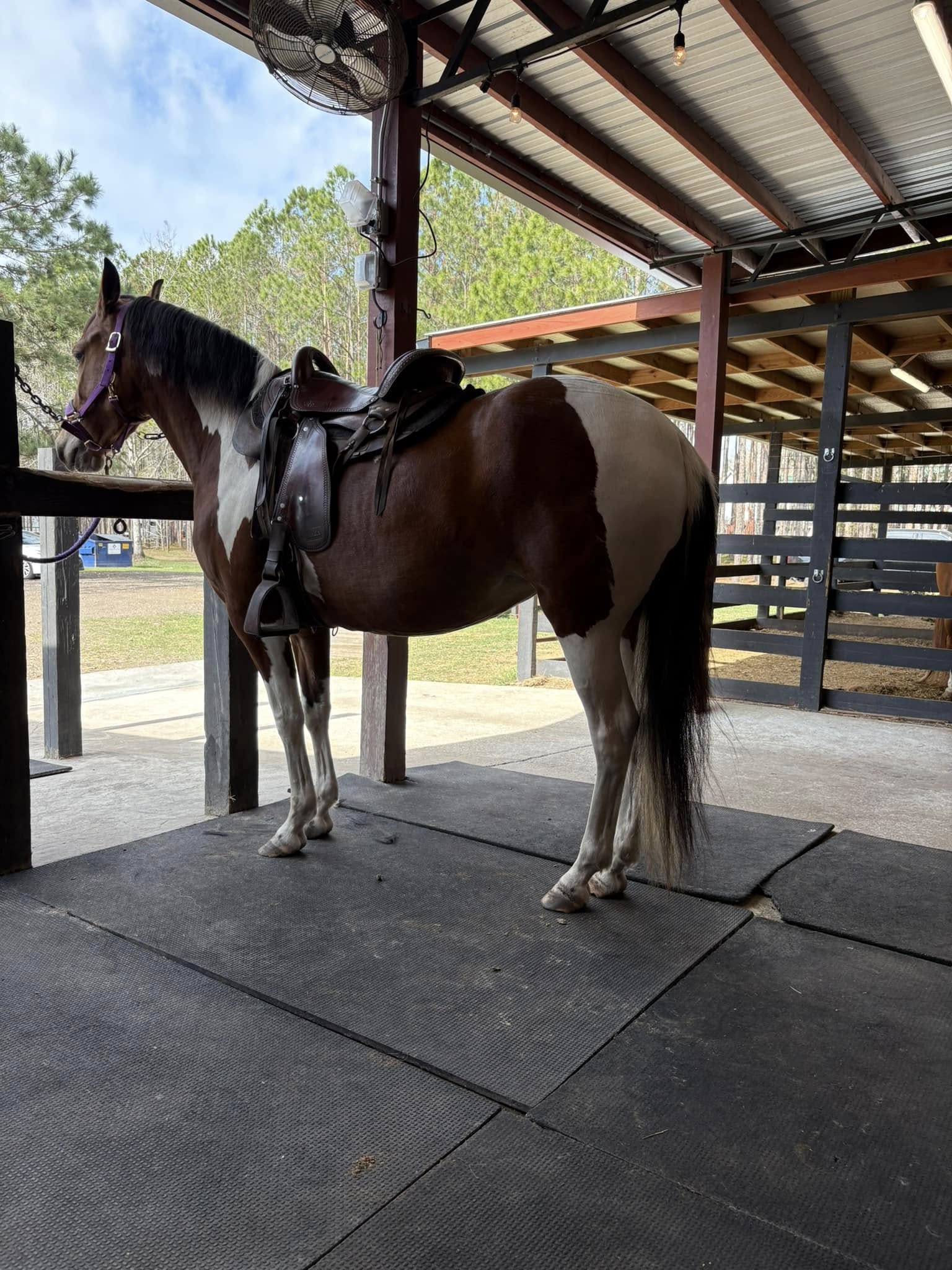 Young mare 5 years old good size good step, tame to farrier and if handle, ideal for trail more info message me