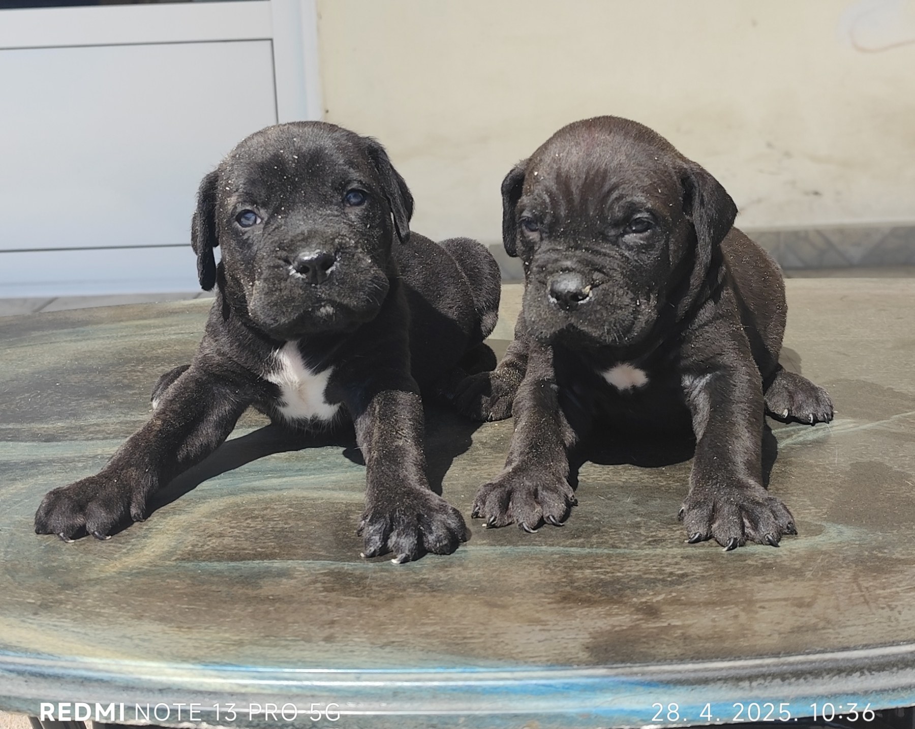 Cane Corso