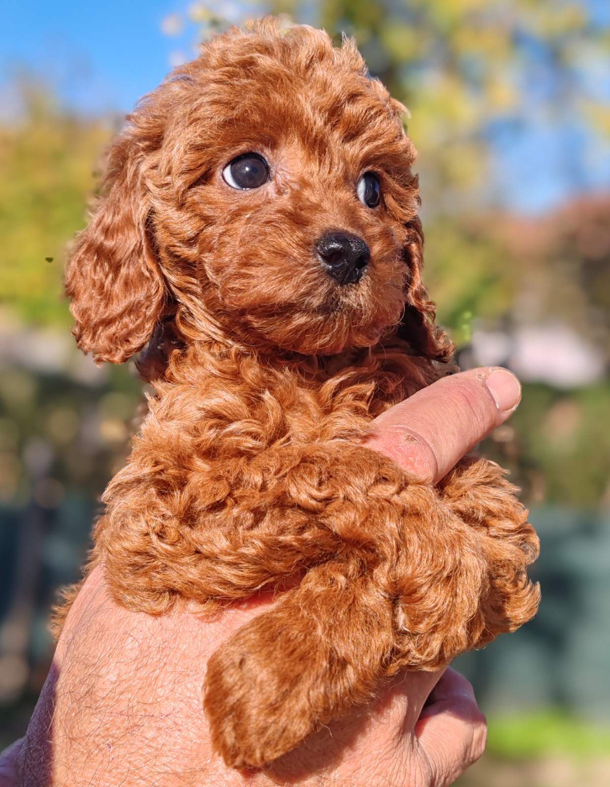 Miniature poodle puppies