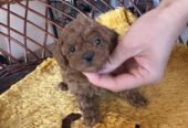 Toy poodle
