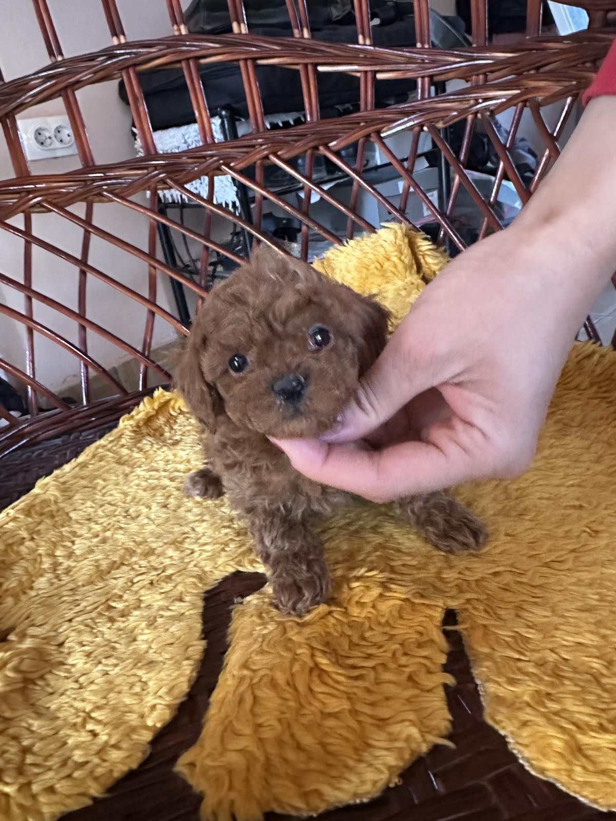 Toy poodle
