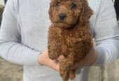 Mini red poodles!