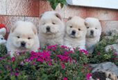 Chow Chow Chow…