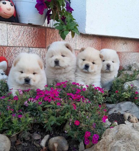 Chow Chow Chow…