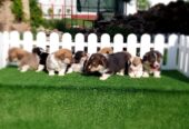 Pembroke Welsh corgi