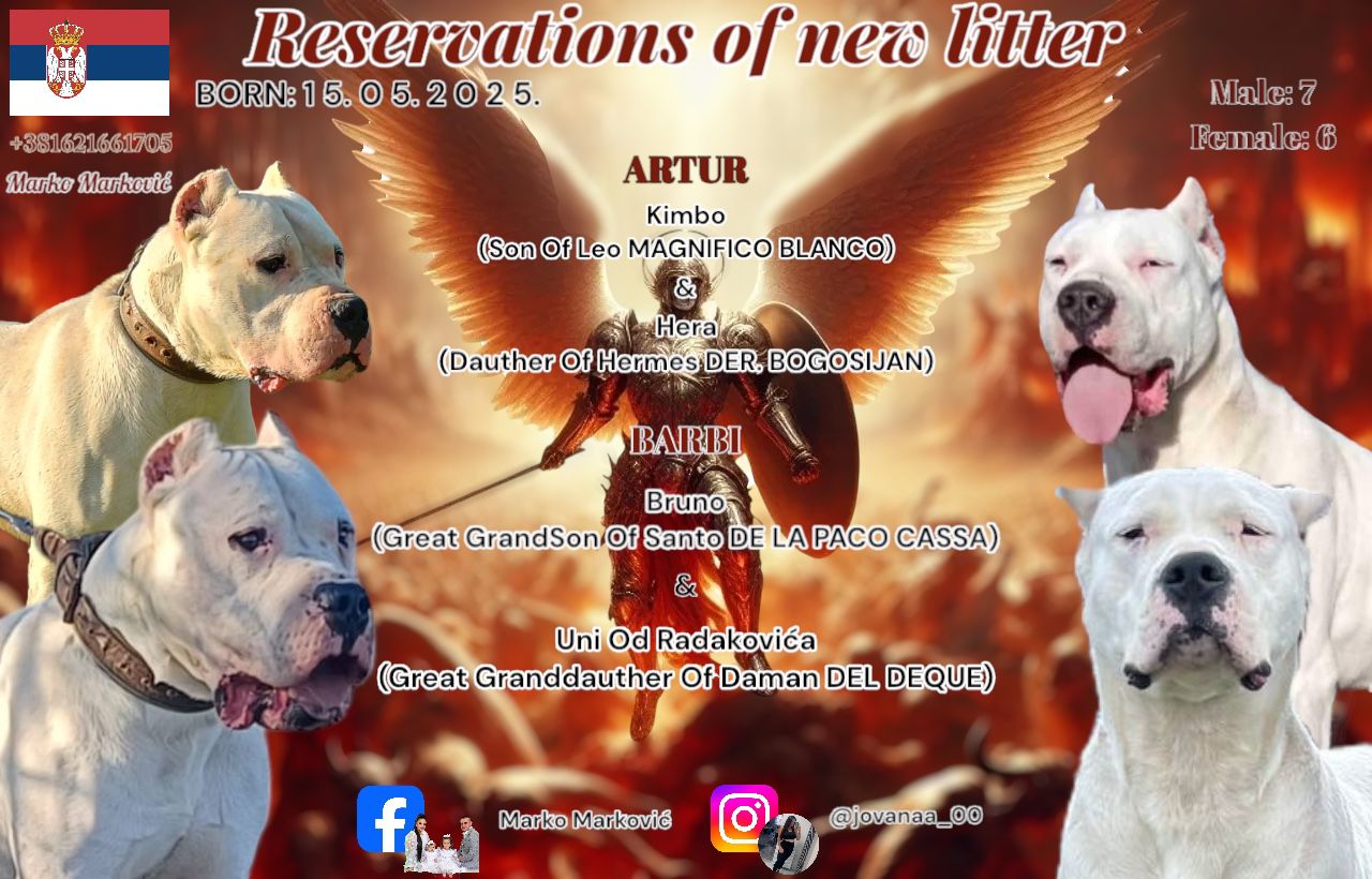 Reservation of Dogo Argentino puppies