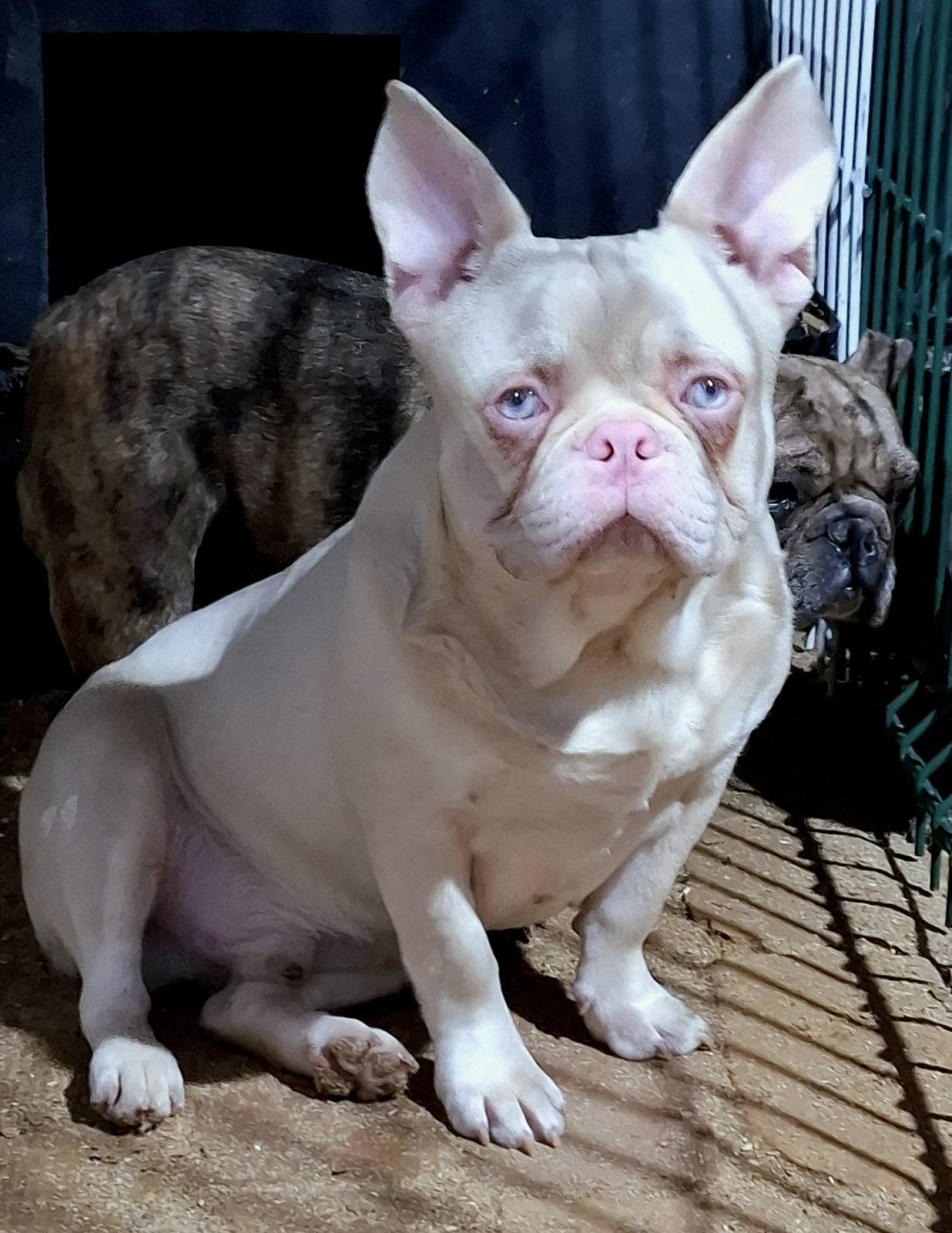 Pink Caramel French Bulldog
