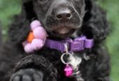 Boy black poodle