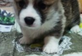 CORGI – PUPPIES for sale