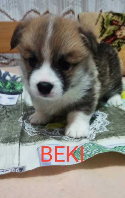 CORGI – PUPPIES for sale