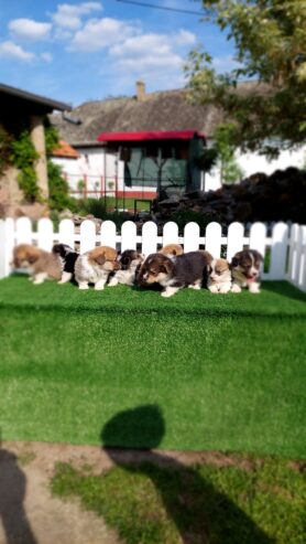Pembroke Welsh corgi