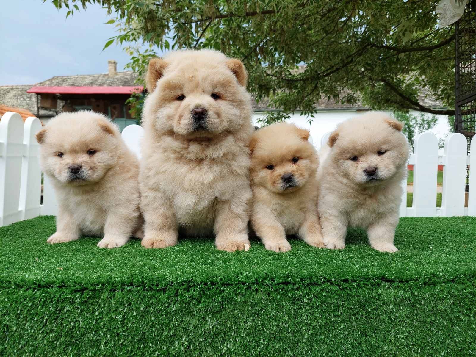 Chow chow chow chow is always the best gift