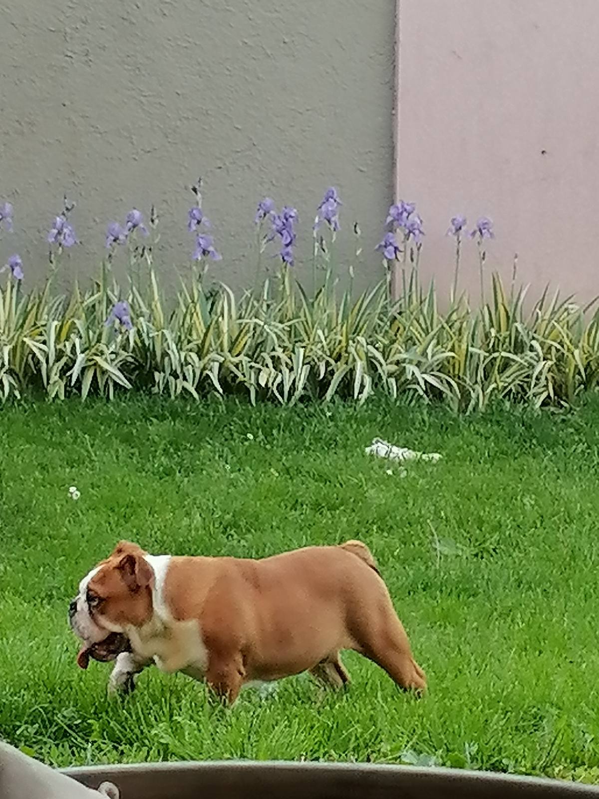 English bulldog