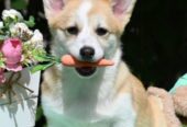 Welsh Corgi/Welsh Corgi Pembroke