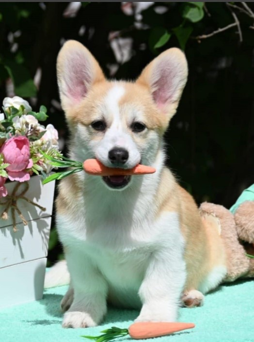 Welsh Corgi/Welsh Corgi Pembroke