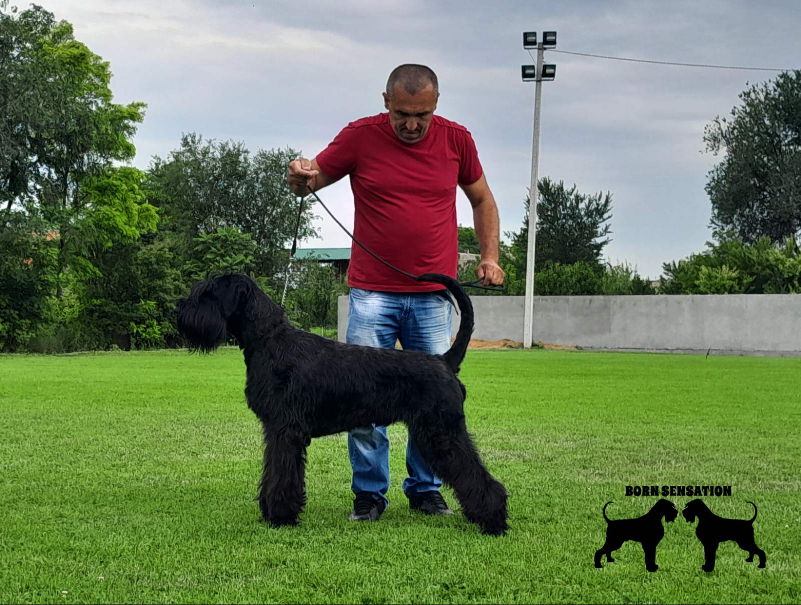 Giant schnauzer adult male for sale