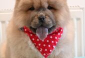 Chow Chow Chow Chow Chow Chow