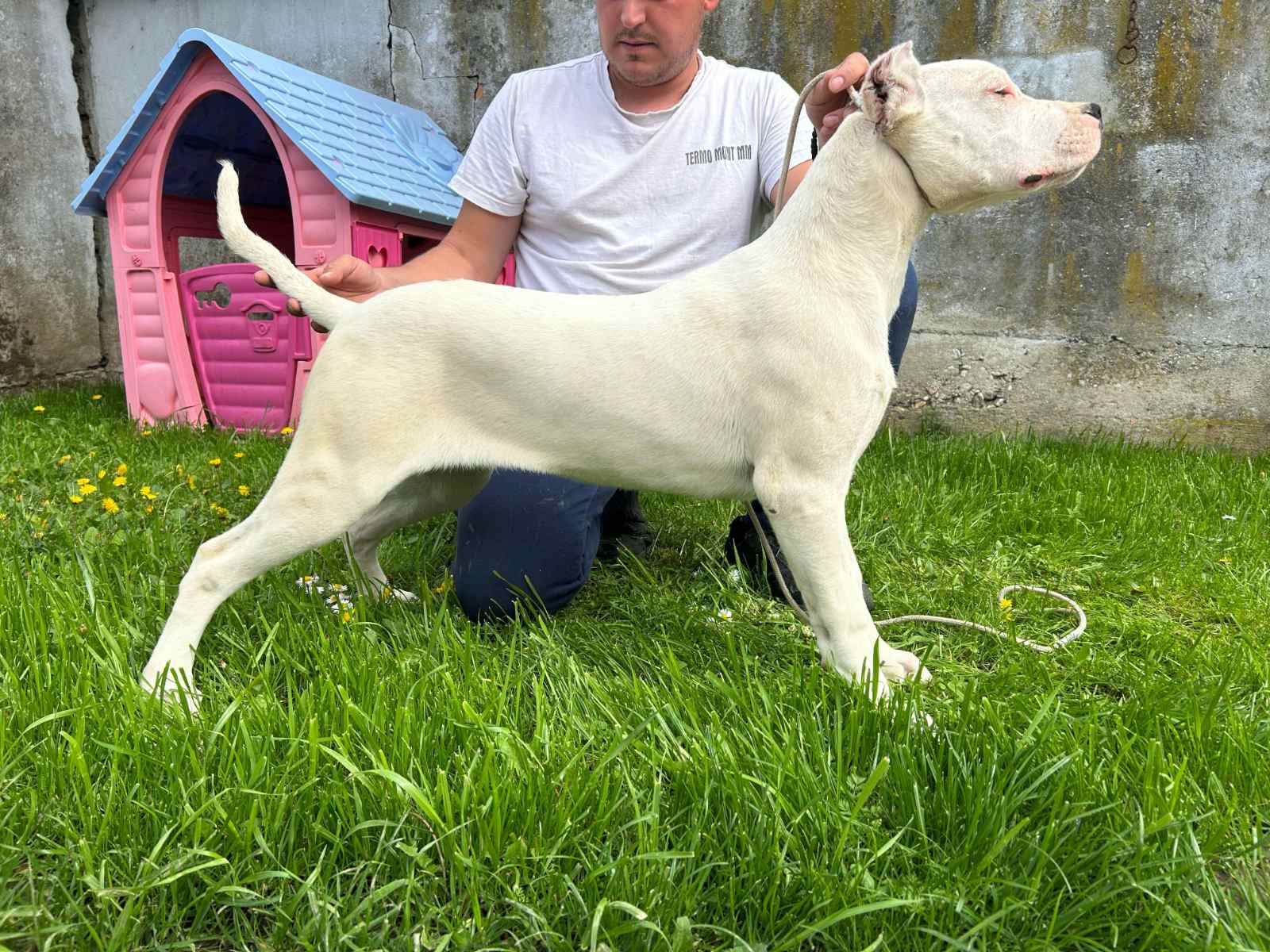 Female Dogo Argentino