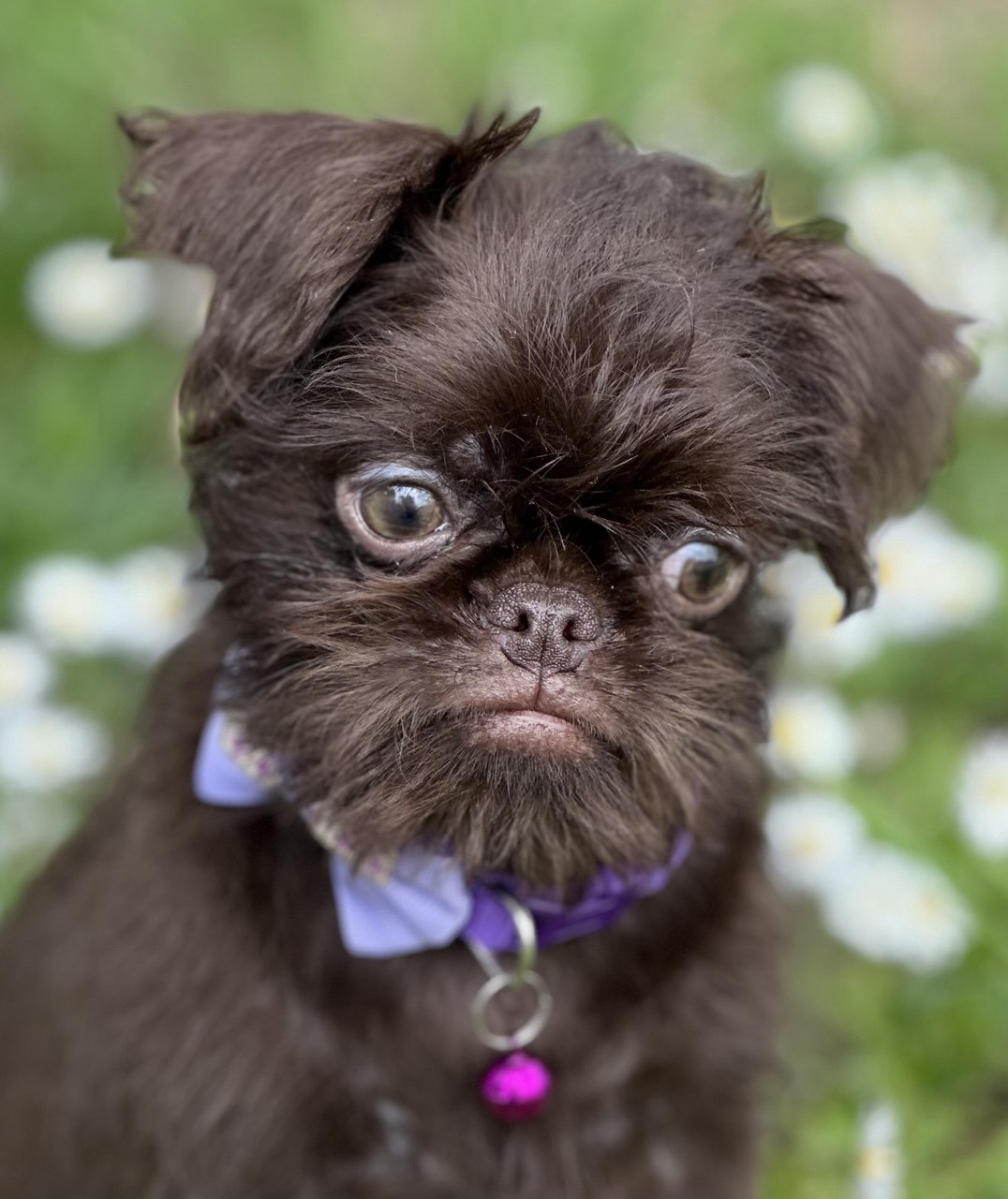 Brussel griffon chocolate