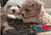 If you are looking for a loyal, intelligent, and affectionate dog, our beautiful maltipoo are ready to find their forever homes ! These puppies combine the best traits of two fantastic breeds, making them the ideal family pet.