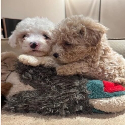 If you are looking for a loyal, intelligent, and affectionate dog, our beautiful maltipoo are ready to find their forever homes ! These puppies combine the best traits of two fantastic breeds, making them the ideal family pet.