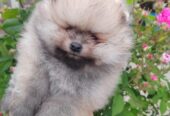 A beautiful bearish Pomeranian puppy