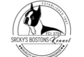 Boston terrier Puppies