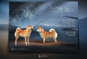 Champion litter of Shiba inu