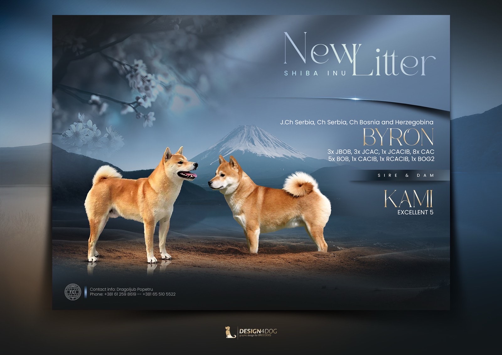 Champion litter of Shiba inu