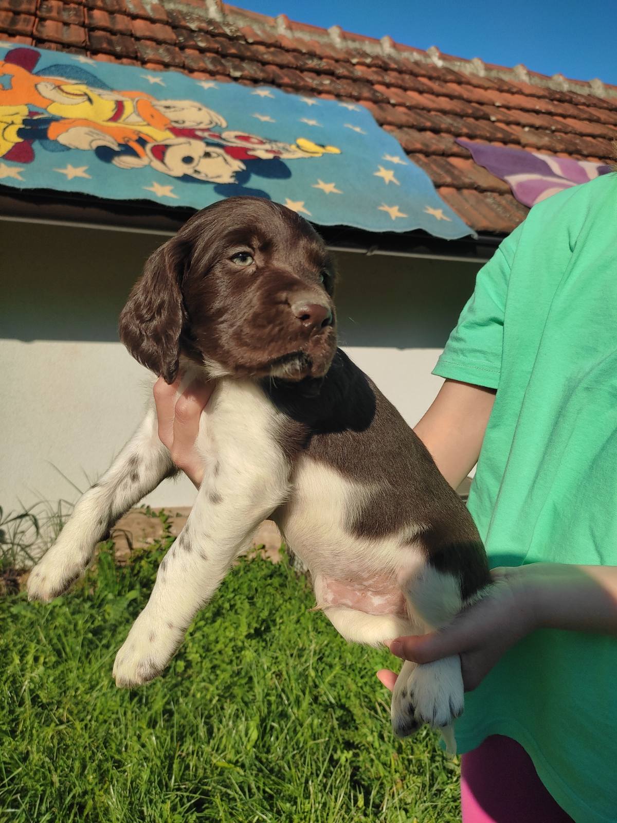 Little Minsterlander puppies