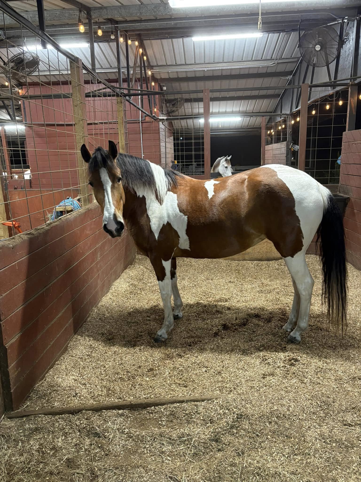 Young mare 5 years old good size good step, tame to farrier and if handle, ideal for trail more info message me