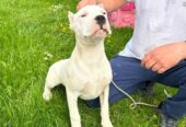 Female Dogo Argentino